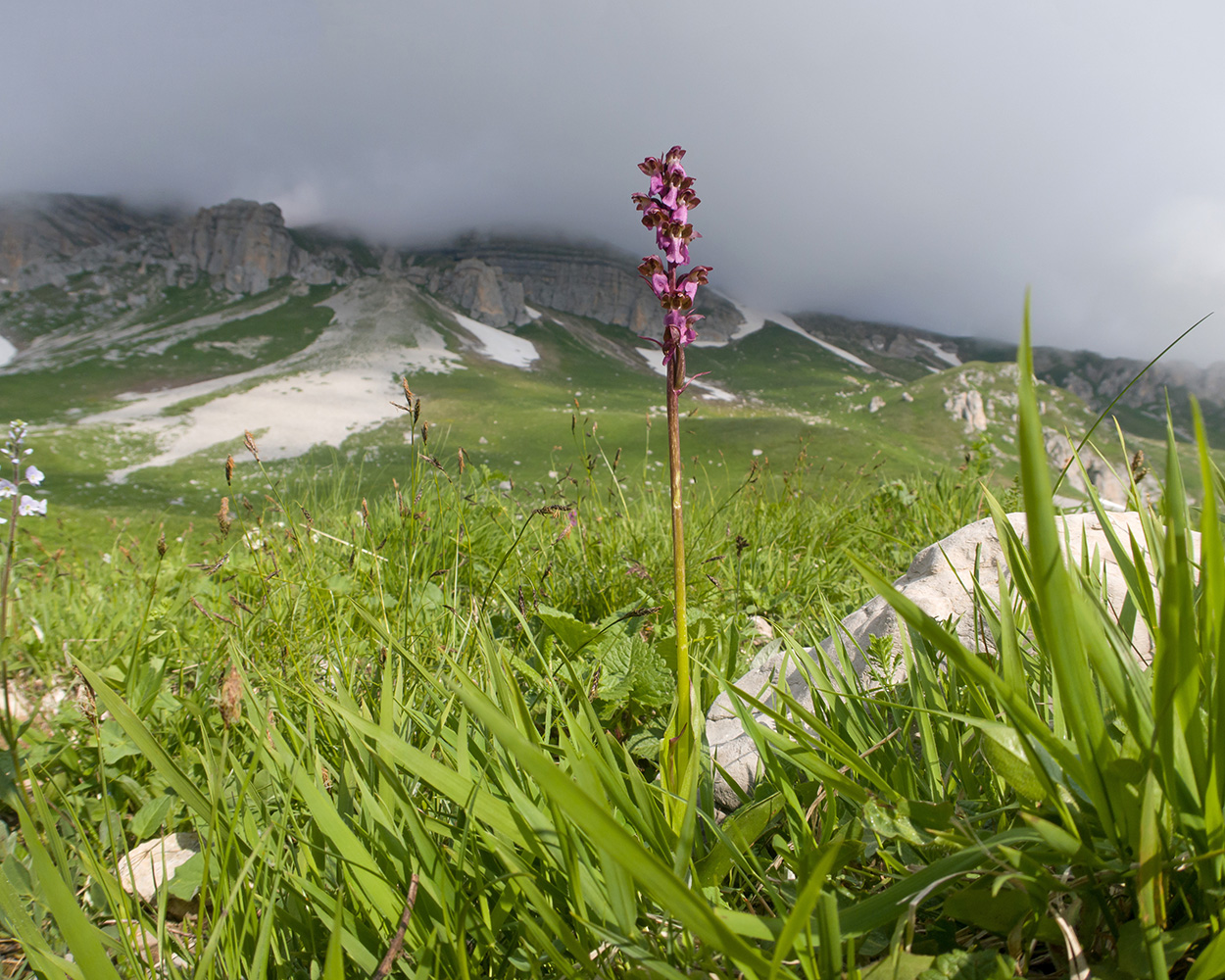 Image of Orchis spitzelii specimen.