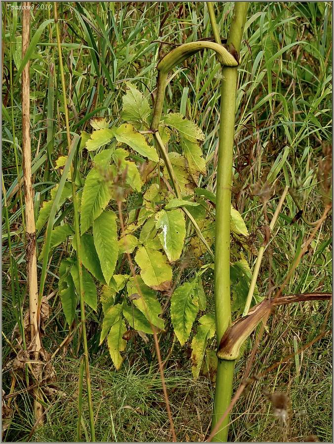 Image of genus Angelica specimen.