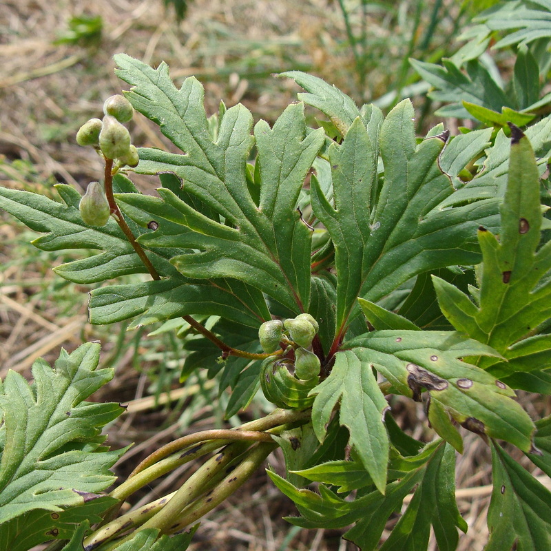 Image of Aconitum sczukinii specimen.