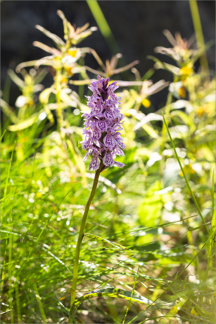 Изображение особи Dactylorhiza psychrophila.