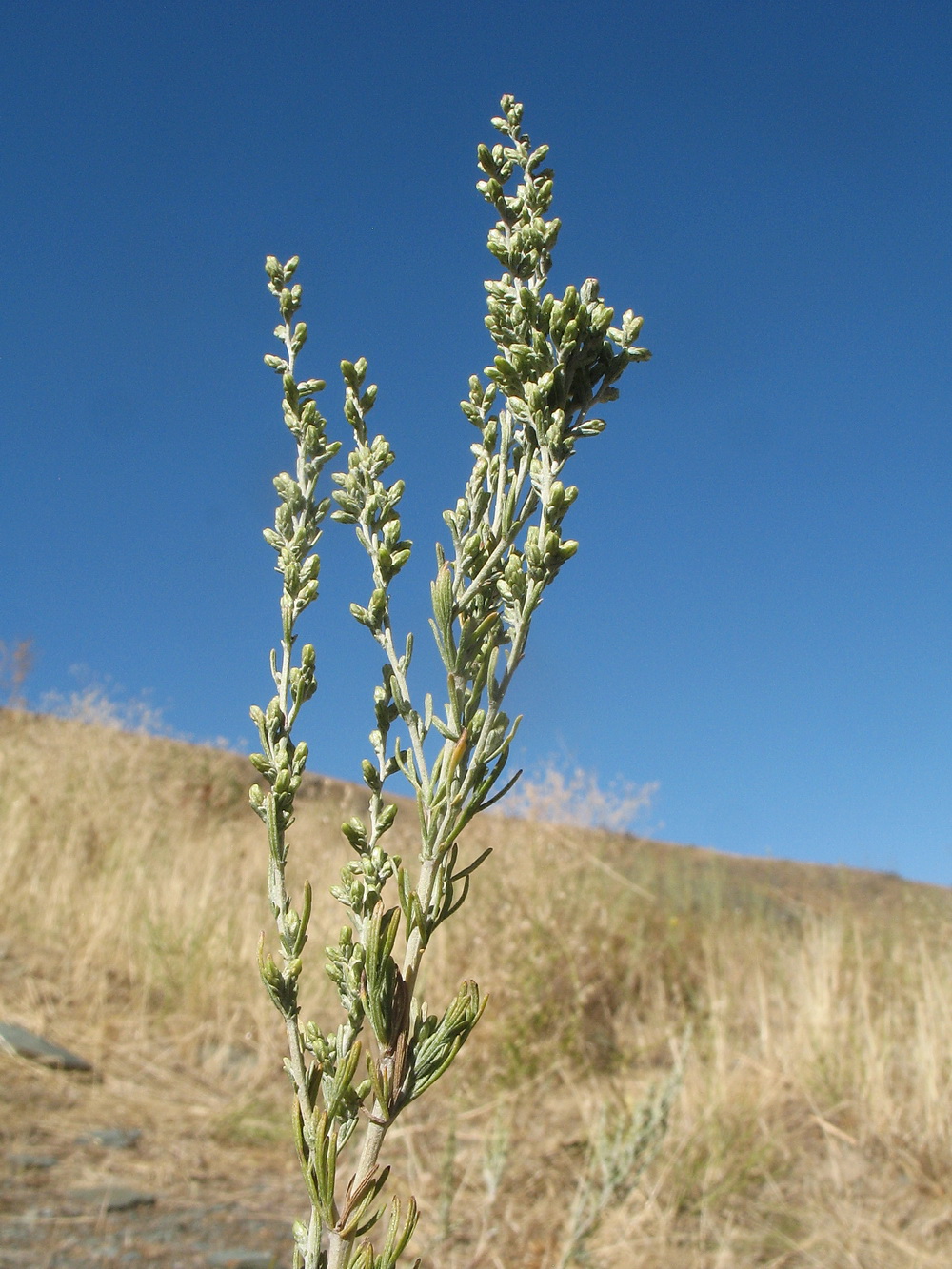 Изображение особи Artemisia karatavica.