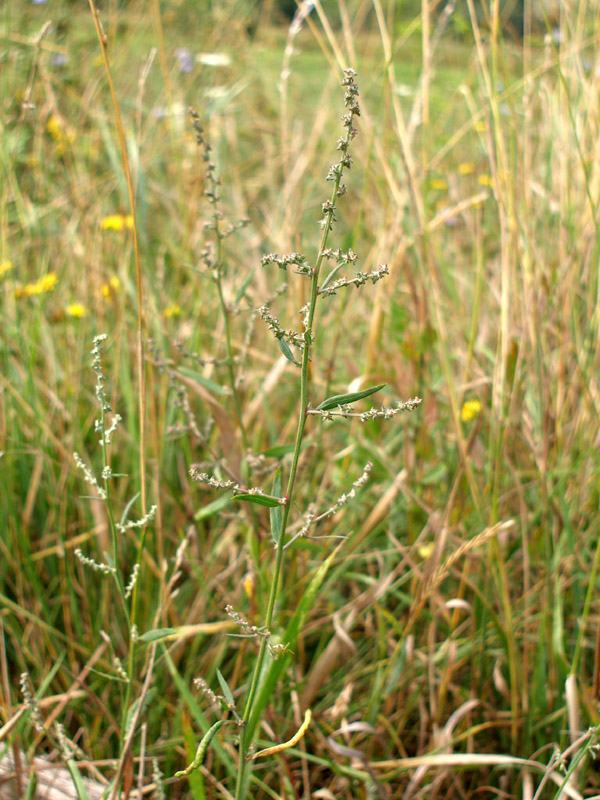 Изображение особи Atriplex patula.