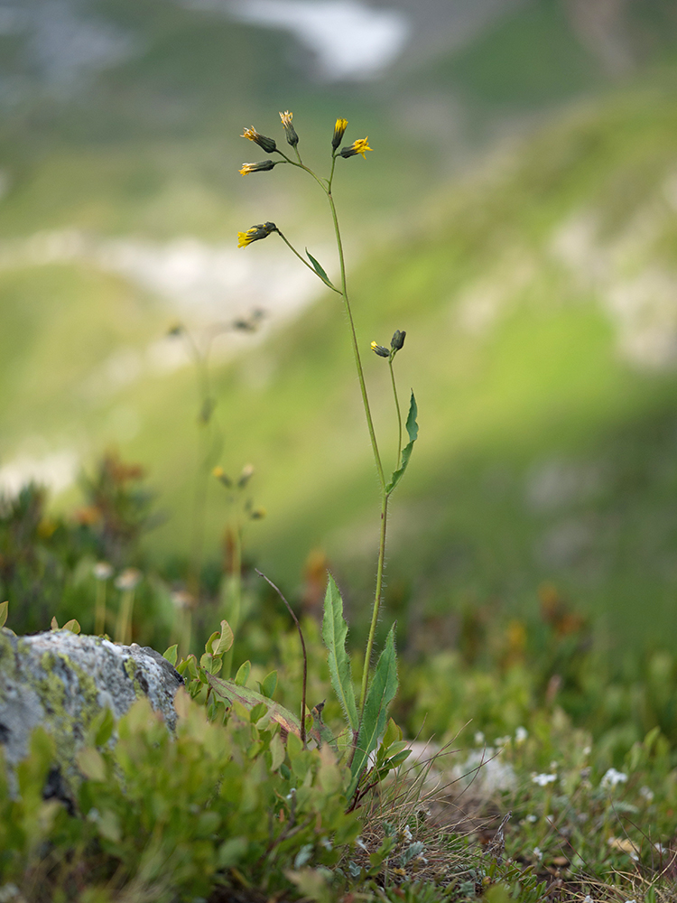 Image of genus Hieracium specimen.