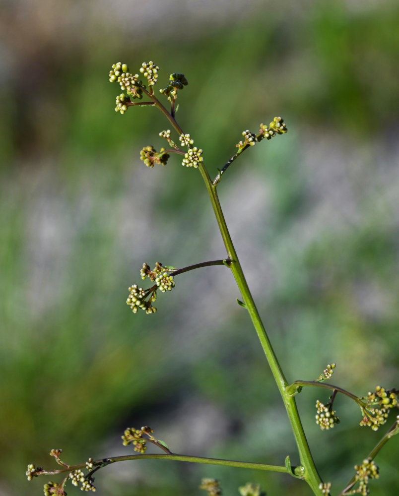 Изображение особи Crambe orientalis.