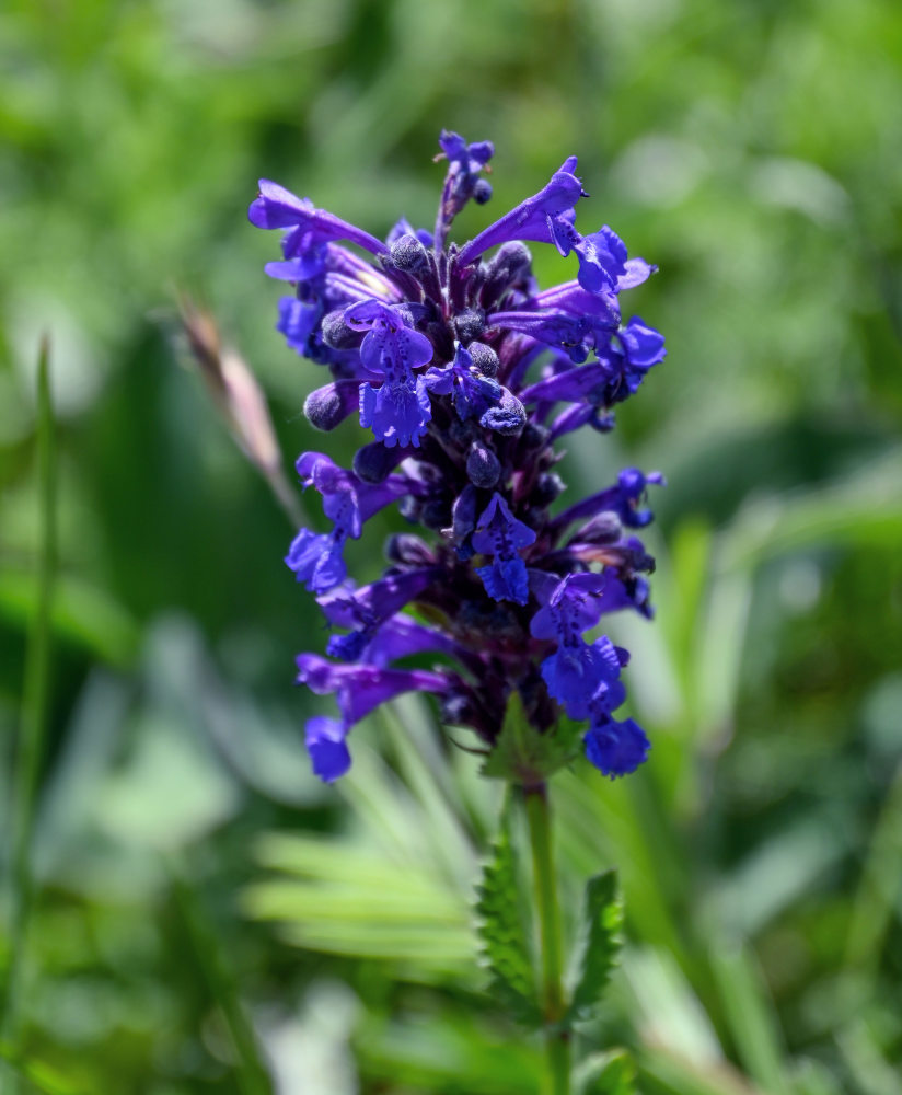 Изображение особи Nepeta strictifolia.