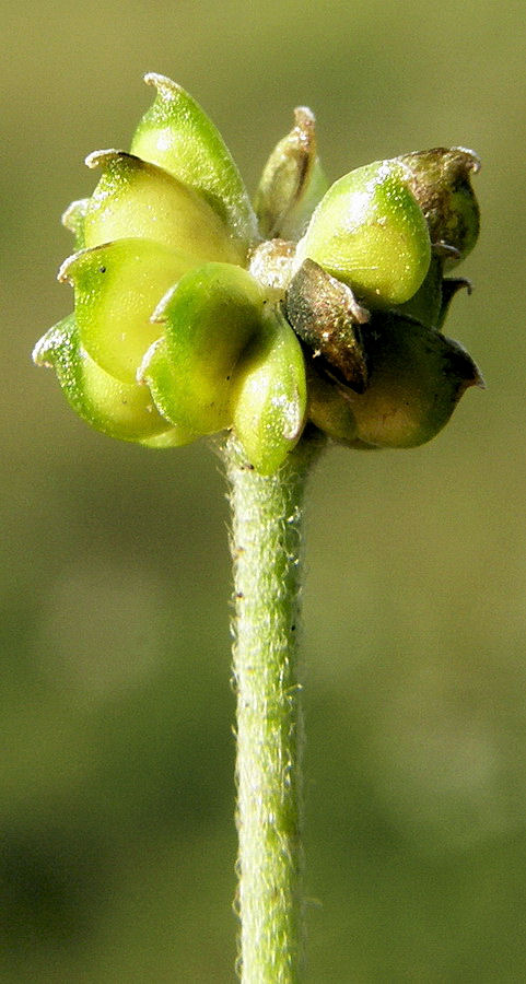 Изображение особи Ranunculus propinquus.