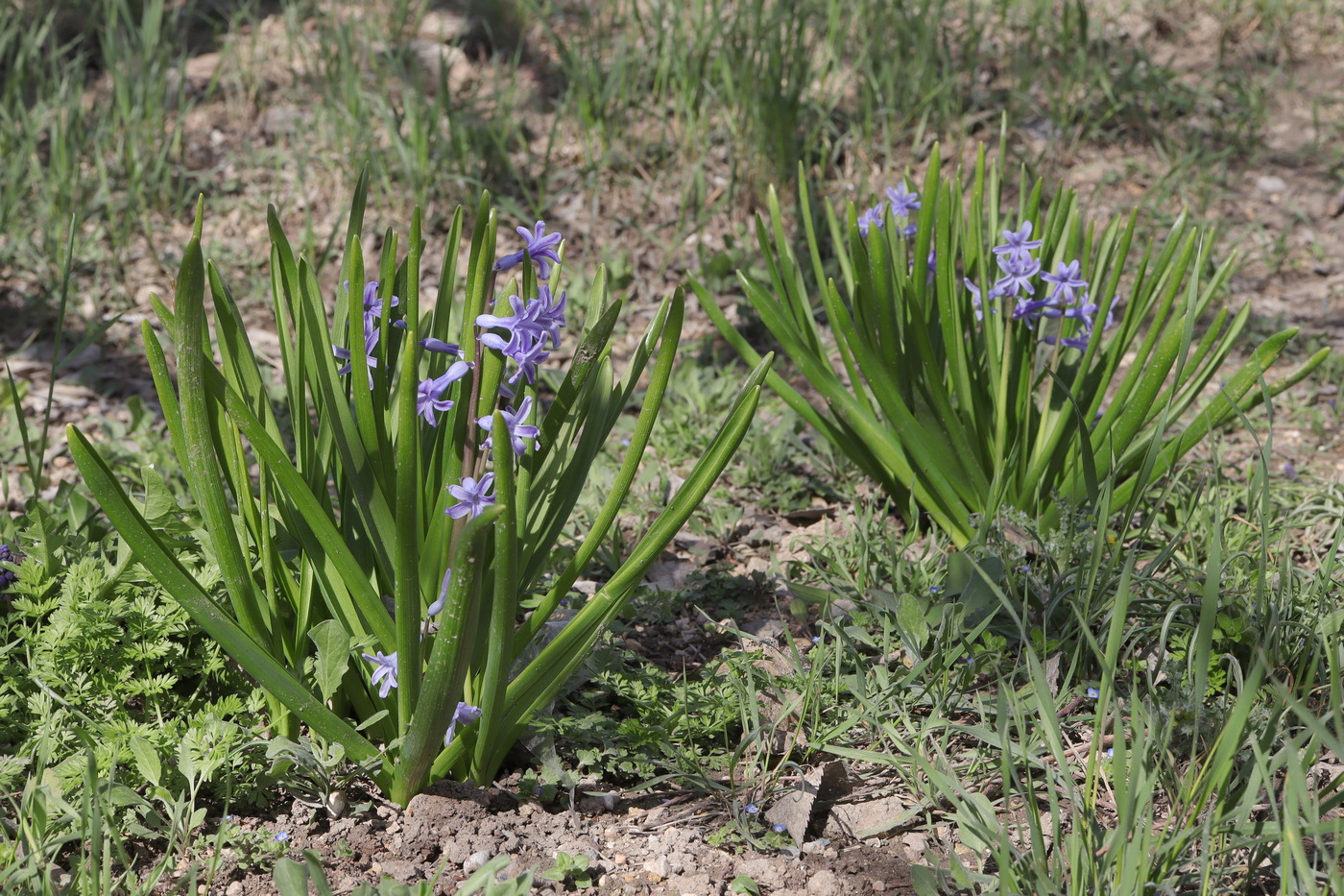 Image of Hyacinthus orientalis specimen.