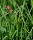 genus Carex. Верхушка побега с соцветиями. Дагестан, Магарамкентский р-н, окр. с. Приморский, песчаный пляж, берег ручья. 05.05.2022.