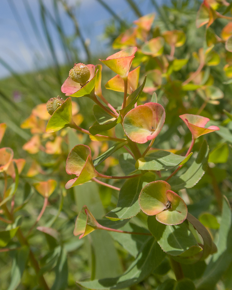 Image of Euphorbia condylocarpa specimen.