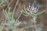 Astragalus arbuscula