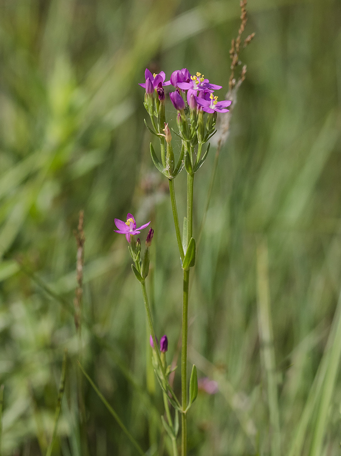 Image of Centaurium erythraea ssp. turcicum specimen.