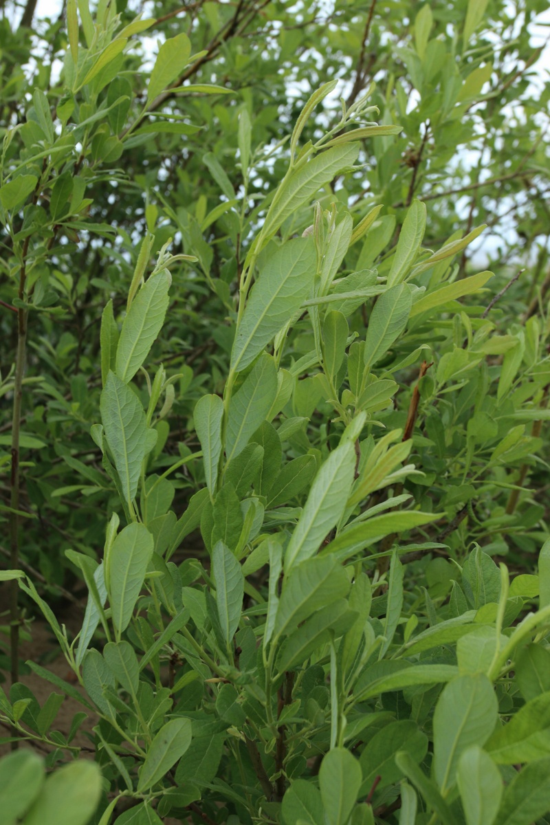 Image of Salix cinerea specimen.