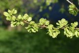 genus Ulmus. Верхушка побега с соплодиями. Татарстан, г. Казань, берег о. Нижний Кабан, в культуре. 30.04.2024.