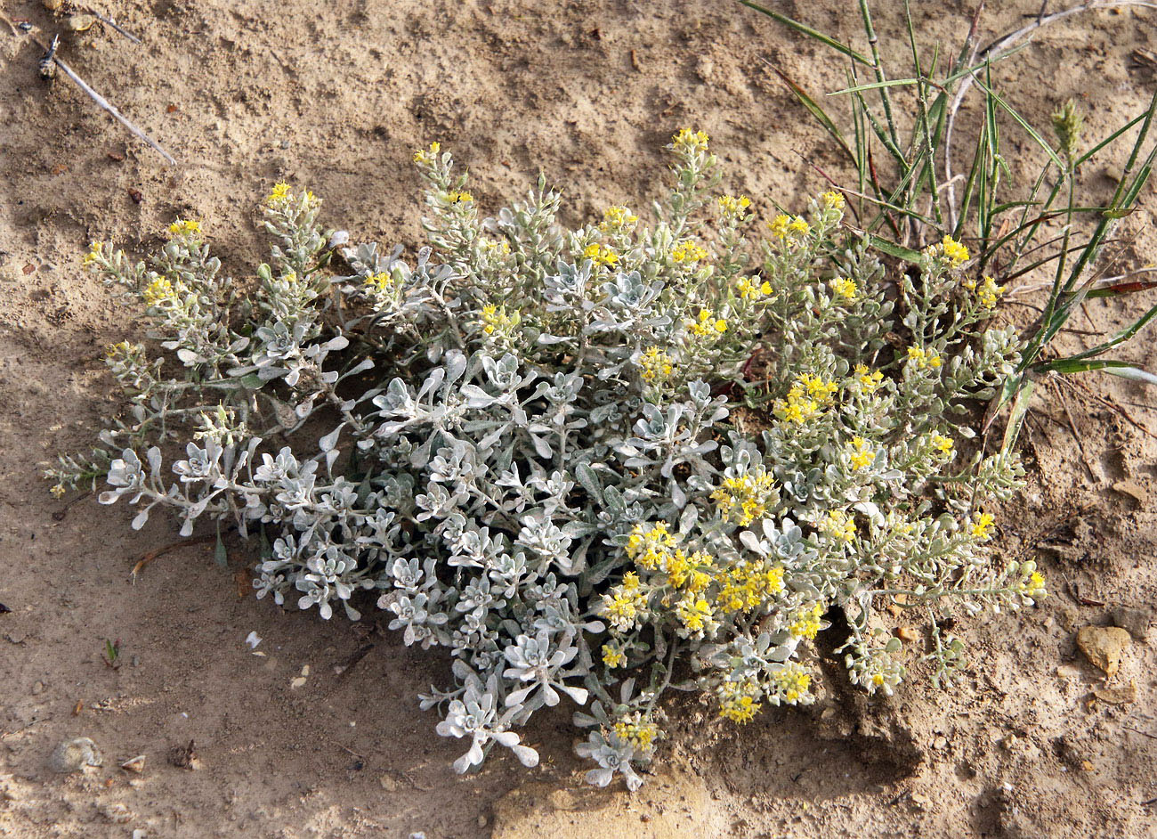 Image of Odontarrhena obtusifolia specimen.