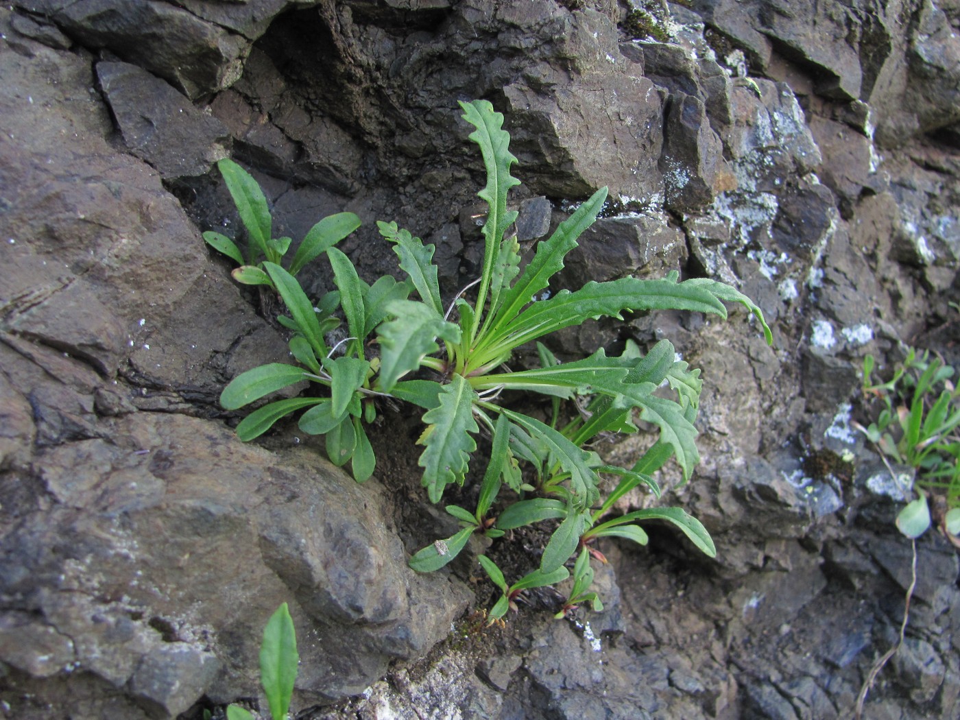 Image of Jurinea sosnowskyi specimen.