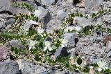 Capparis herbacea. Цветущее растение. Таджикистан, Горно-Бадахшанская автономная обл., Рушанский р-н, хр. Музкол, дол. р. Танымас, выс. ≈ 3100 м н.у.м., сцементированное каменисто-глинистое поле селевого выноса. 1 июля 2024 г.