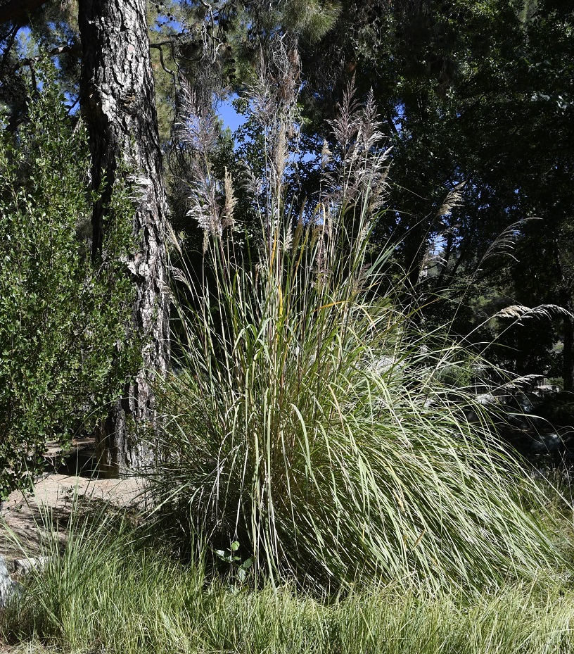 Image of Erianthus ravennae specimen.