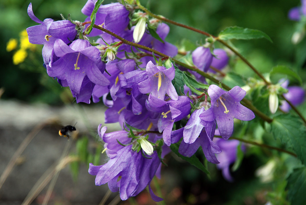 Image of Campanula trachelium specimen.