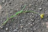 Tragopogon reticulatus. Цветущее растение. Чечня, Шаройский р-н, западный склон пер. Цумандинский, выс. ок. 2150 м н.у.м., опушка небольшого леса. 24 июня 2024 г.