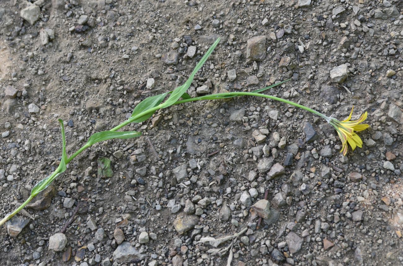 Image of genus Tragopogon specimen.