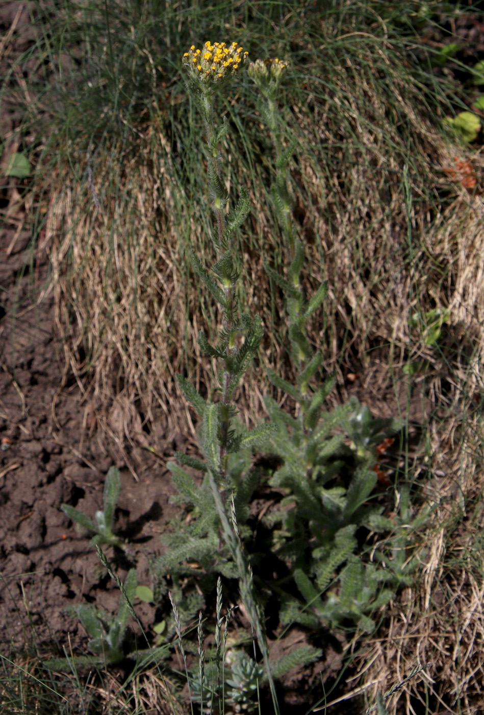 Изображение особи Achillea tomentosa.