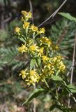 Solidago virgaurea. Верхушка побега с соцветиями. Испания, автономное сообщество Каталония, провинция Жирона, комарка Рипольес, муниципалитет Мольо, окр. перевала Коль-де-Арес (1513 м н.у.м), склон северной экспозиции, смешанный лес. 15.09.2024.