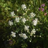 familia Apiaceae. Соцветие. Чечня, Шаройский р-н, долина р. Цесиахк, рядом с домом Мансура, выс. ок. 1500 м н.у.м., луг. 27 июня 2024 г.