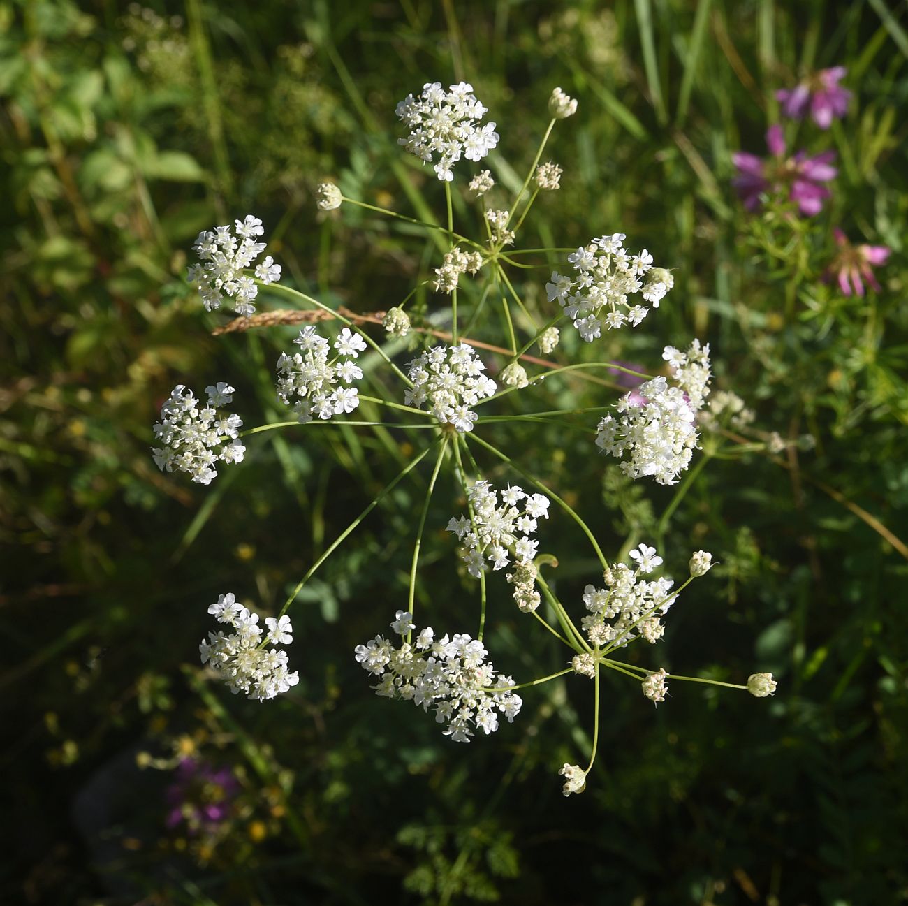 Image of familia Apiaceae specimen.