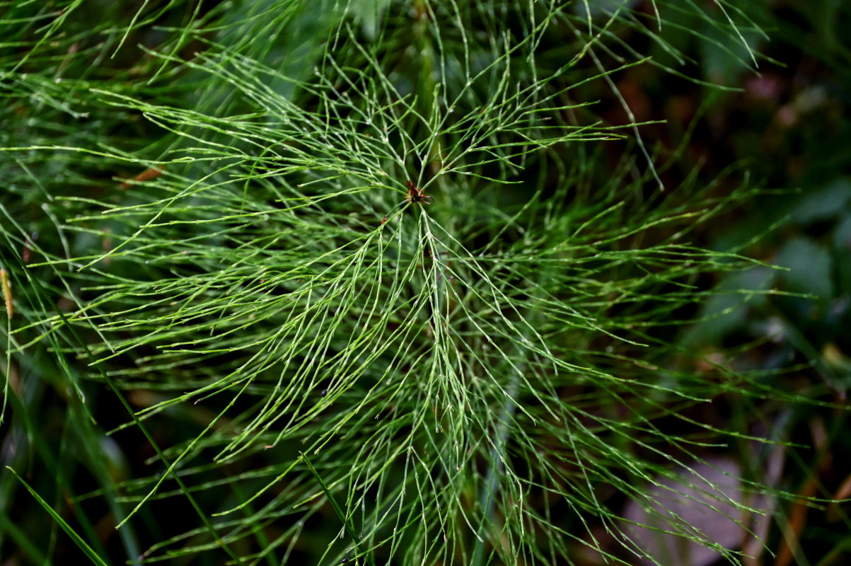 Image of Equisetum sylvaticum specimen.