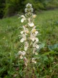 Salvia austriaca. Верхняя часть соцветия. Крым, Южный Берег, окр. Ангарского перевала, поляна в лесу. 27.05.2024.