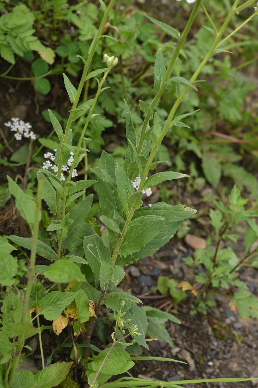 Изображение особи Hesperis voronovii.