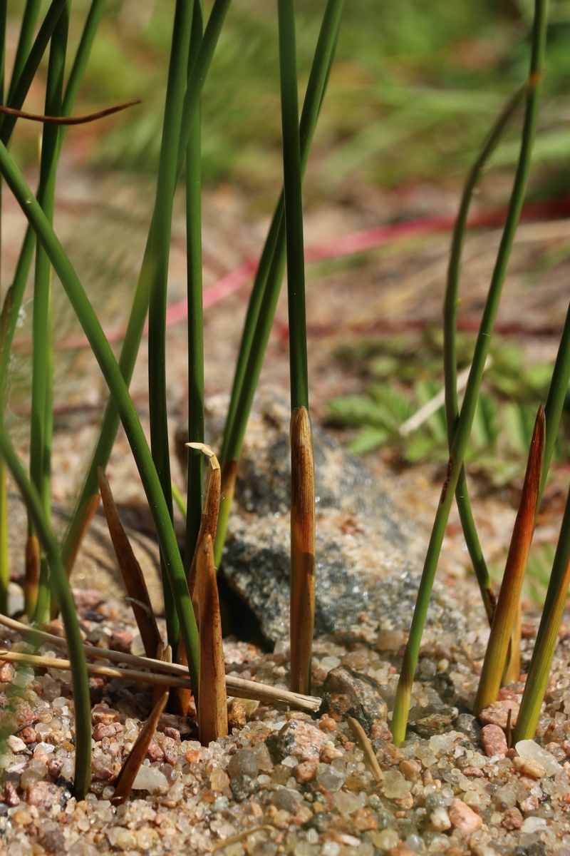 Image of Juncus &times; inundatus specimen.