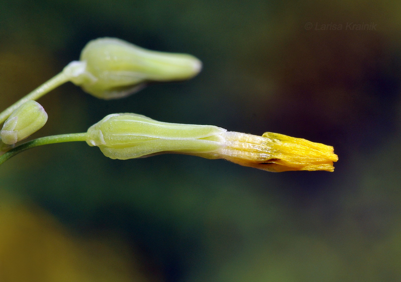 Изображение особи Youngia japonica.