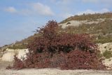 Pyracantha coccinea. Растение с прошлогодними плодами. Крым, Севастополь, Инкерман. 01.03.2025.