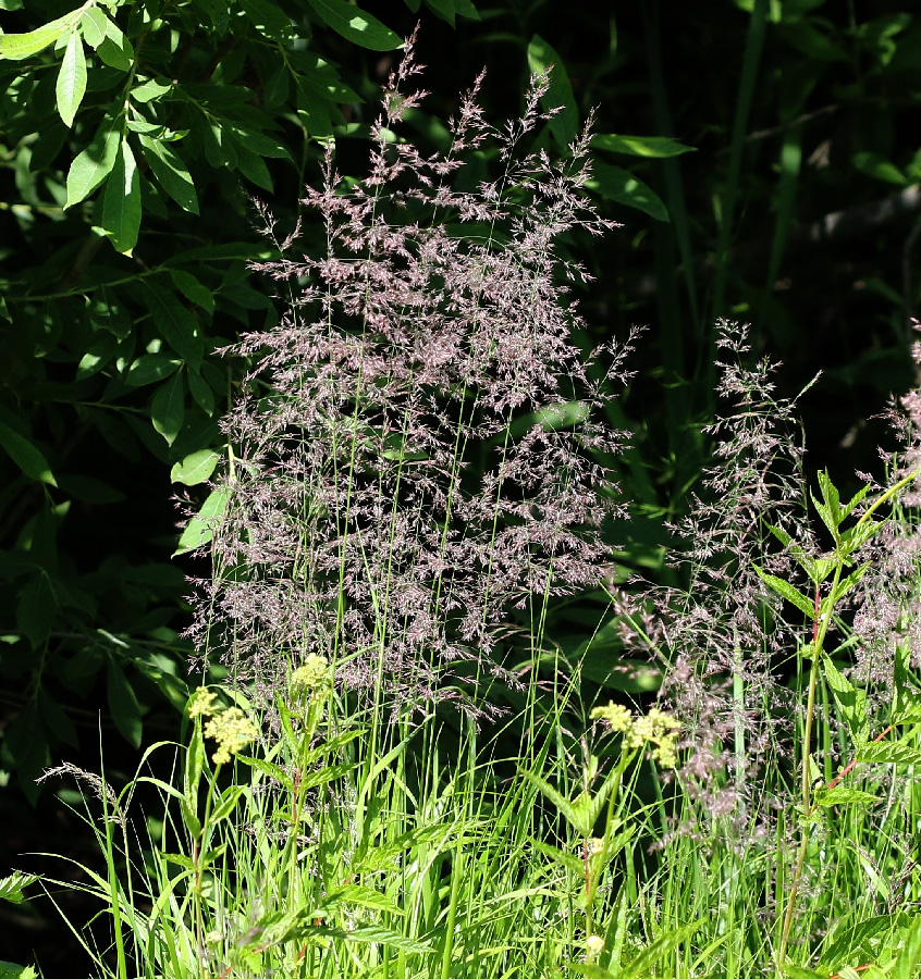 Image of genus Calamagrostis specimen.