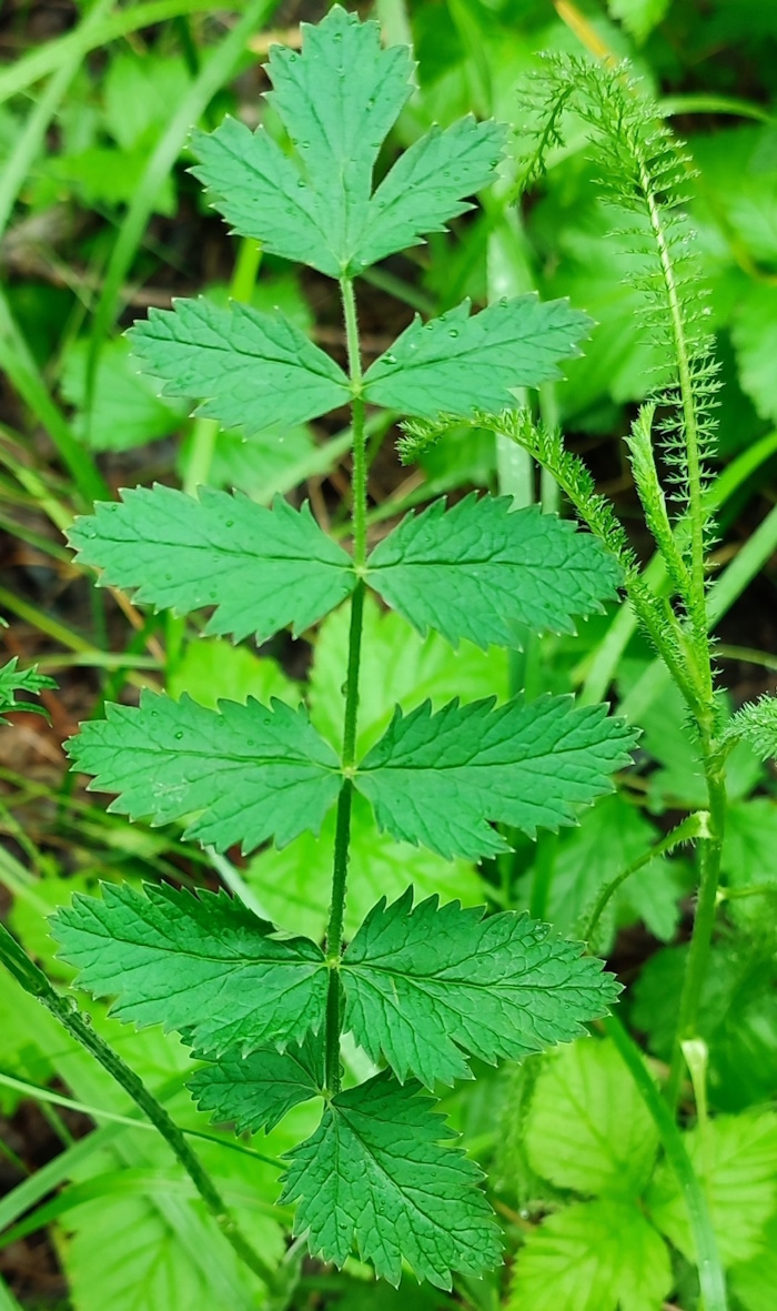 Image of Pimpinella saxifraga specimen.