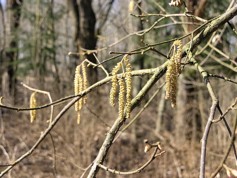 Image of Corylus avellana specimen.