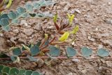 View full-size image genus Astragalus