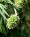 Смотреть изображение Dipsacus gmelinii