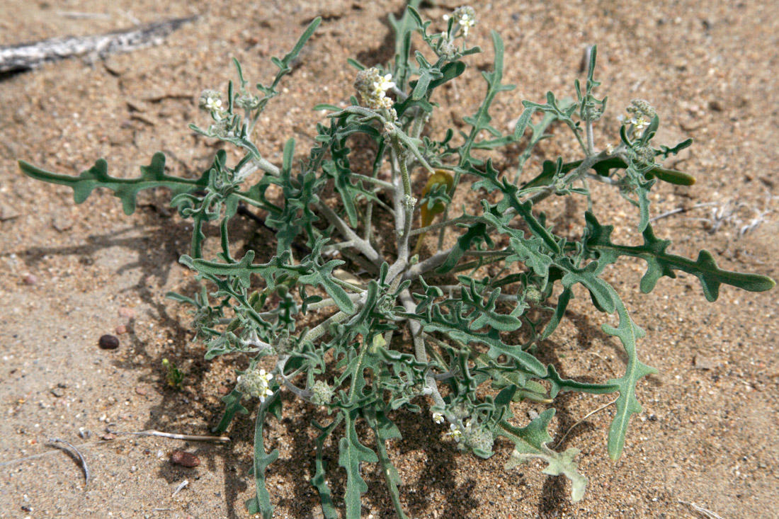 Image of Tetracme recurvata specimen.