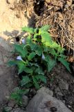 View full-size image Datura stramonium variety tatula