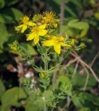 View full-size image Hypericum perforatum