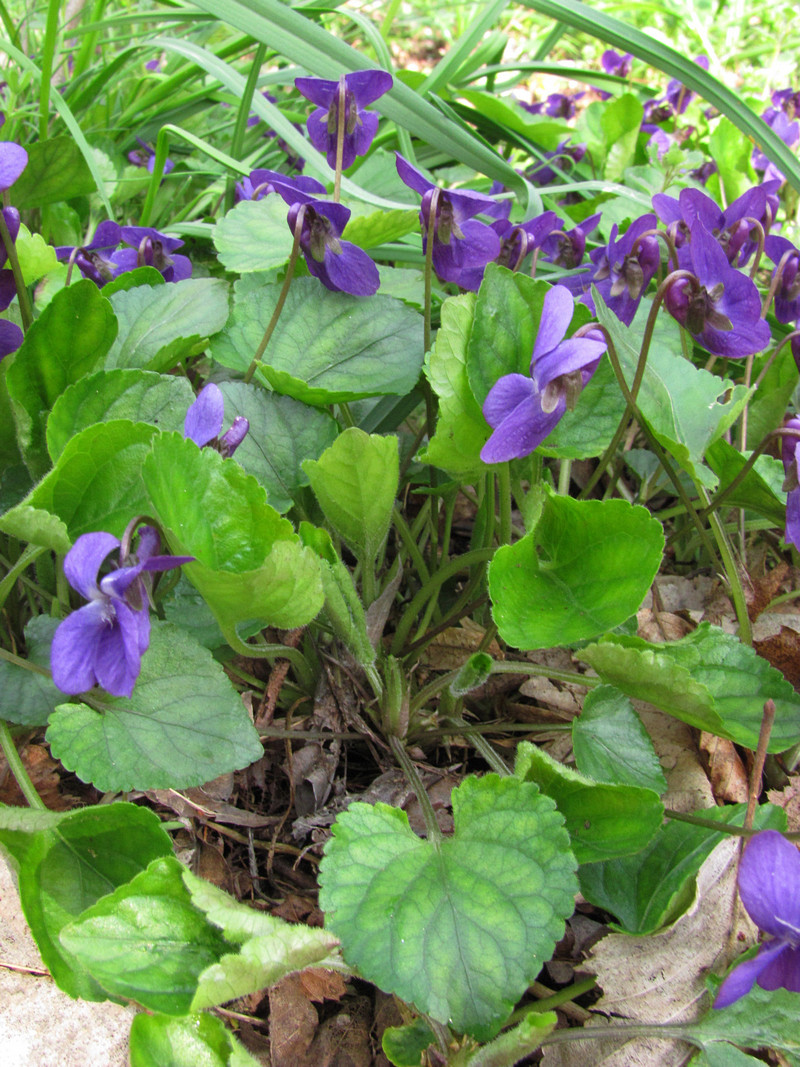 Image of Viola odorata specimen.