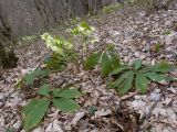 View full-size image Helleborus caucasicus