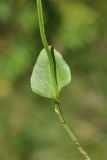 View full-size image Parnassia palustris