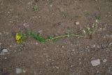 View full-size image genus Hypericum