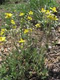 Helianthemum georgicum