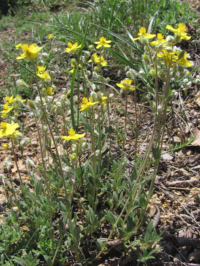 Image of Helianthemum georgicum specimen.