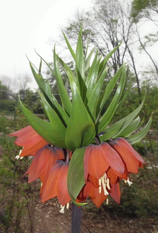 Image of Fritillaria imperialis specimen.