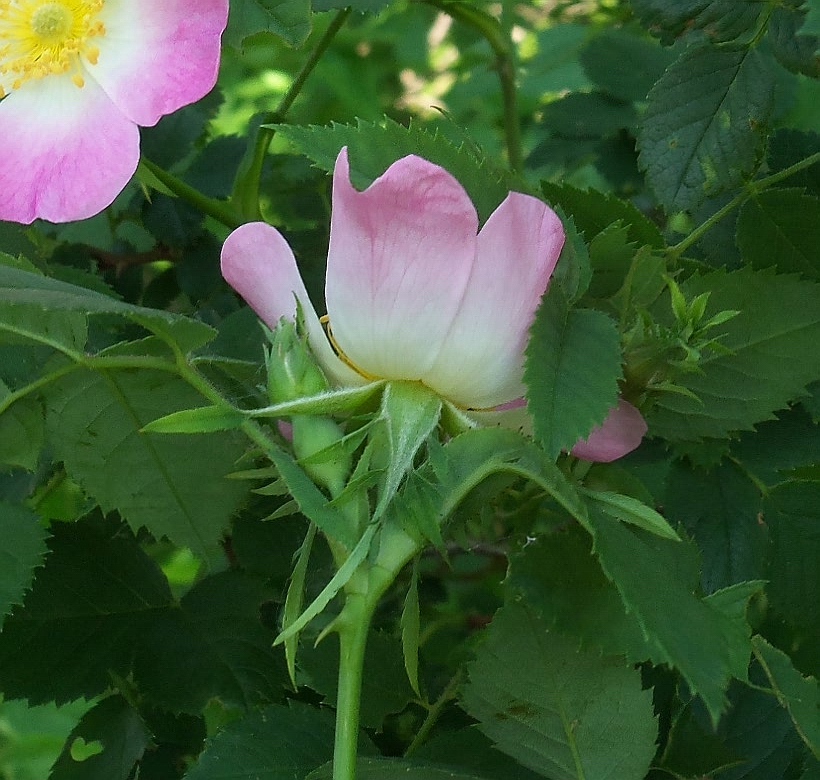 Изображение особи Rosa podolica.